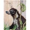 Image 7 : Mother & Baby Coatimundi Full Body Taxidermy Mount