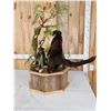 Image 8 : Mother & Baby Coatimundi Full Body Taxidermy Mount