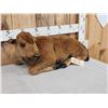 Image 2 : American Bison Buffalo Calf Full Body Taxidermy Mount