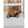 Image 3 : American Bison Buffalo Calf Full Body Taxidermy Mount