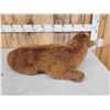 Image 4 : American Bison Buffalo Calf Full Body Taxidermy Mount