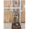 Image 1 : Juvenile Rhea Full Body Bird Taxidermy
