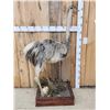 Image 4 : Juvenile Rhea Full Body Bird Taxidermy