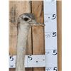 Image 5 : Juvenile Rhea Full Body Bird Taxidermy