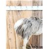 Image 6 : Juvenile Rhea Full Body Bird Taxidermy