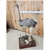 Image 7 : Juvenile Rhea Full Body Bird Taxidermy