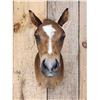 Image 2 : Baby Horse Colt Foal Shoulder Mount Taxidermy