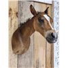 Image 3 : Baby Horse Colt Foal Shoulder Mount Taxidermy