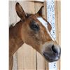 Image 4 : Baby Horse Colt Foal Shoulder Mount Taxidermy