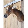 Image 5 : Baby Horse Colt Foal Shoulder Mount Taxidermy