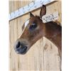 Image 6 : Baby Horse Colt Foal Shoulder Mount Taxidermy