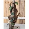 Image 8 : Rare Two Toed Sloth Full Body Taxidermy Mount