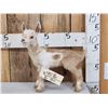Image 1 : Baby Goat Full Body Taxidermy Mount
