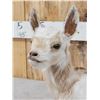 Image 5 : Baby Goat Full Body Taxidermy Mount