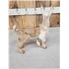 Image 7 : Baby Goat Full Body Taxidermy Mount