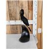 Image 2 : African Piping Hornbill Full Body Bird Taxidermy
