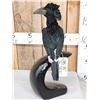 Image 3 : African Piping Hornbill Full Body Bird Taxidermy