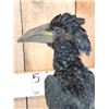 Image 4 : African Piping Hornbill Full Body Bird Taxidermy