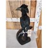Image 5 : African Piping Hornbill Full Body Bird Taxidermy