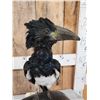 Image 6 : African Piping Hornbill Full Body Bird Taxidermy