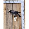 Image 1 : African Hooded Crow Full Body Bird Taxidermy