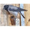 Image 2 : African Hooded Crow Full Body Bird Taxidermy