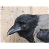 Image 3 : African Hooded Crow Full Body Bird Taxidermy