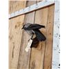 Image 5 : African Hooded Crow Full Body Bird Taxidermy
