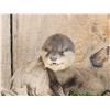 Image 3 : Super Haed To Find Baby Otter Full Body Taxidermy Mount