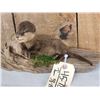 Image 4 : Super Haed To Find Baby Otter Full Body Taxidermy Mount