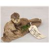 Image 5 : Super Haed To Find Baby Otter Full Body Taxidermy Mount