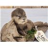 Image 7 : Super Haed To Find Baby Otter Full Body Taxidermy Mount