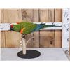 Image 1 : Red Fronted Macaw Full Body Bird Taxidermy