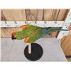 Image 2 : Red Fronted Macaw Full Body Bird Taxidermy
