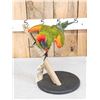 Image 3 : Red Fronted Macaw Full Body Bird Taxidermy