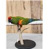 Image 8 : Red Fronted Macaw Full Body Bird Taxidermy