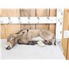 Image 1 : Baby Mini Donkey Taking A Nap Full Body Taxidermy Mount