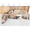 Image 3 : Baby Mini Donkey Taking A Nap Full Body Taxidermy Mount