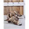 Image 4 : Baby Mini Donkey Taking A Nap Full Body Taxidermy Mount