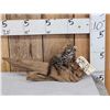Baby African Serval Cat Full Body Taxidermy Mount