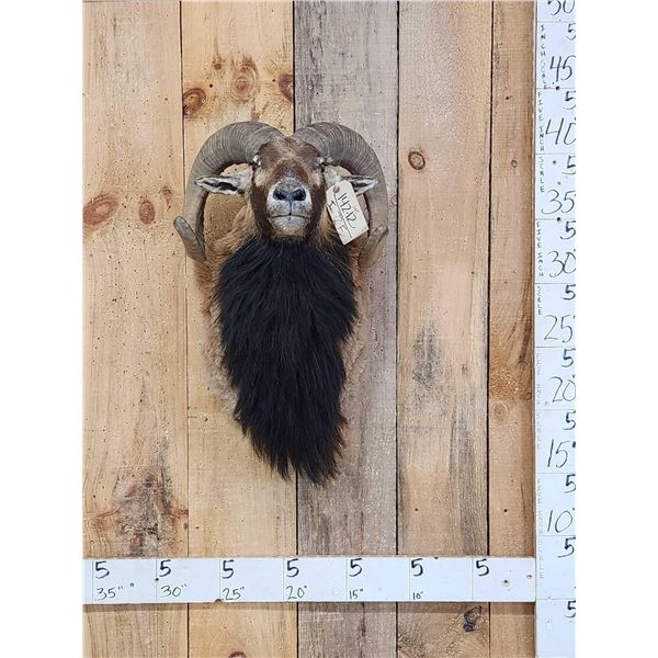 Mouflon Ram Sheep Shoulder Mount Taxidermy