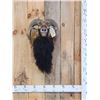 Image 1 : Mouflon Ram Sheep Shoulder Mount Taxidermy