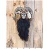 Image 2 : Mouflon Ram Sheep Shoulder Mount Taxidermy