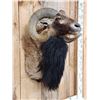 Image 3 : Mouflon Ram Sheep Shoulder Mount Taxidermy