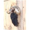 Image 4 : Mouflon Ram Sheep Shoulder Mount Taxidermy