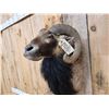 Image 5 : Mouflon Ram Sheep Shoulder Mount Taxidermy