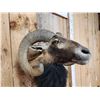 Image 6 : Mouflon Ram Sheep Shoulder Mount Taxidermy
