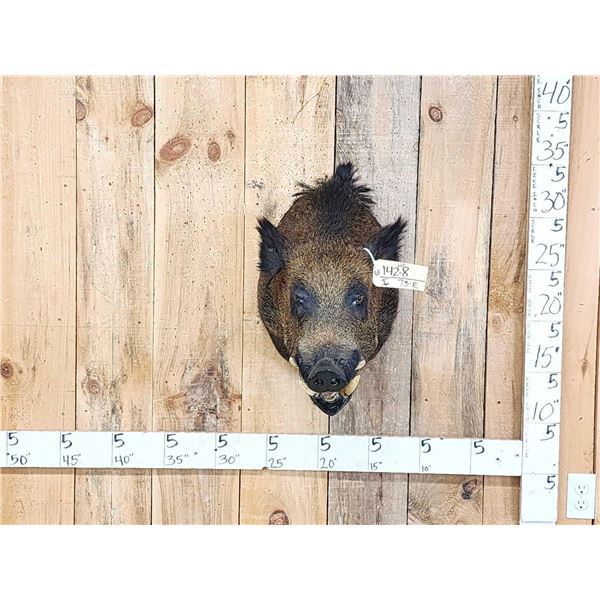 Wild Boar Hog Shoulder Mount Taxidermy