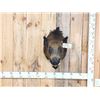 Image 1 : Wild Boar Hog Shoulder Mount Taxidermy