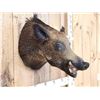 Image 2 : Wild Boar Hog Shoulder Mount Taxidermy